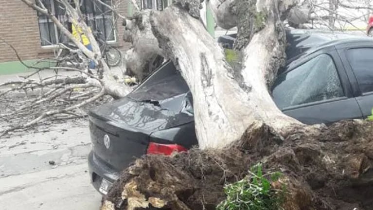 Un árbol cedió y cayó encima de un auto que estaba estacionado. 