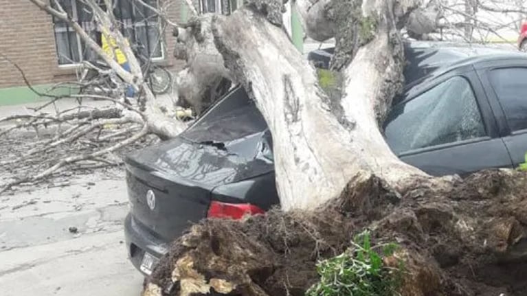 Un árbol cedió y cayó encima de un auto que estaba estacionado.