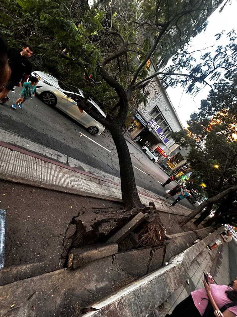Un árbol de gran tamaño cayó en medio del Bv. Illia.