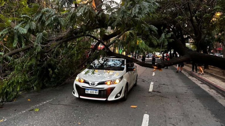 Un árbol de gran tamaño cayó en medio del Bv. Illia.