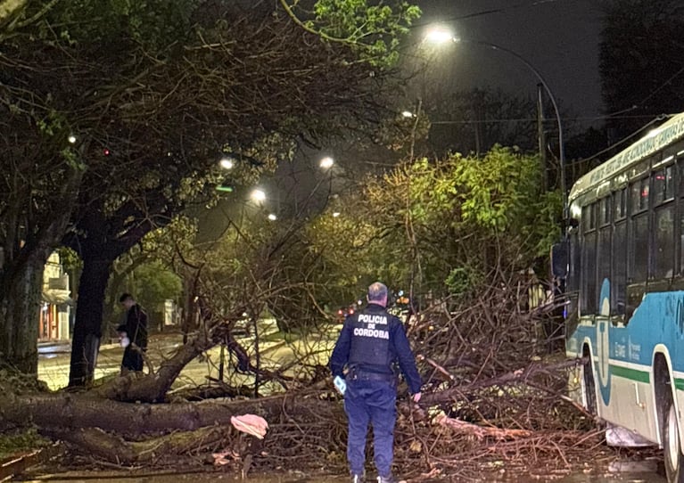Un árbol se cayó en mitad de la Av. Rafael Nuñez.