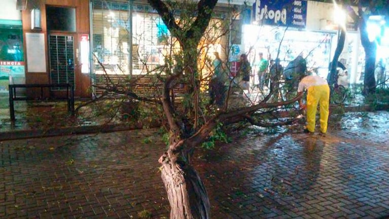 Un árbol se cayó en plena peatonal de Carlos Paz. Foto: Cristian Mauro