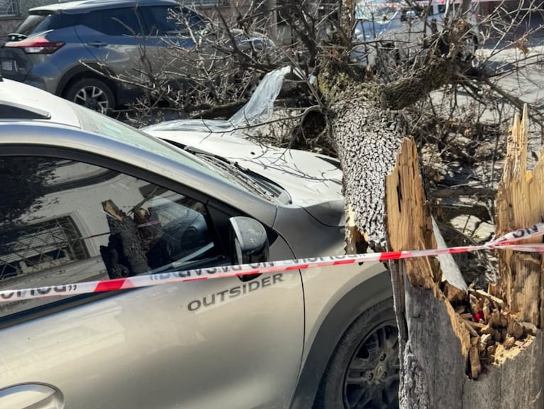 Un árbol sobre un vehículo en barrio Alto General Paz.
