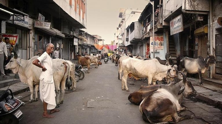 Un argentino murió corneado por un toro en la India
