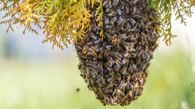 Un ataque de abejas dejó un hombre muerto en Parque Siquiman.