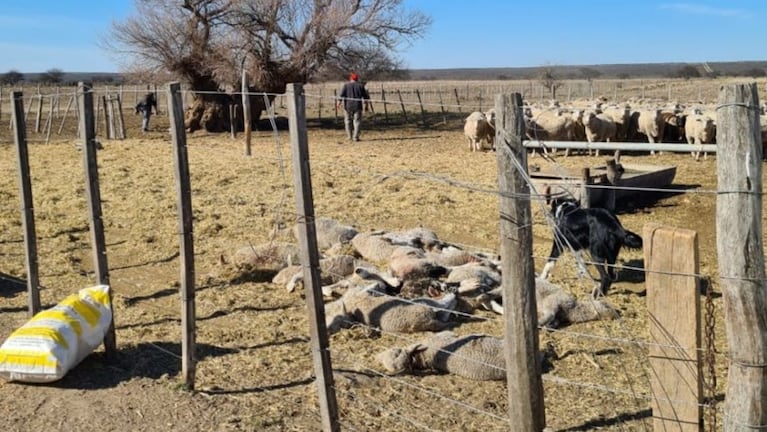 Un brutal ataque de un puma terminó con la vida de 39 corderos de un campo productor.