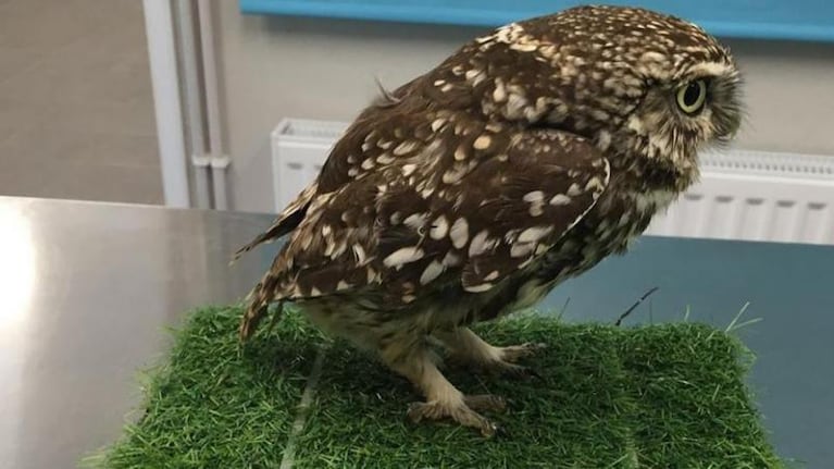 Un búho se empachó con ratones, dejó de volar pero tuvo un final feliz