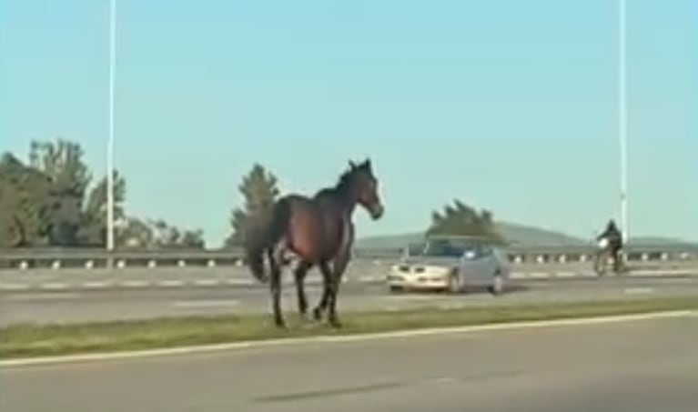 Un caballo entre los autos en avenida Circunvalación.