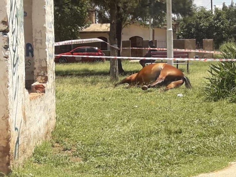 Un caballo murió electrocutado al tocar un poste de luz en barrio 16 de Noviembre