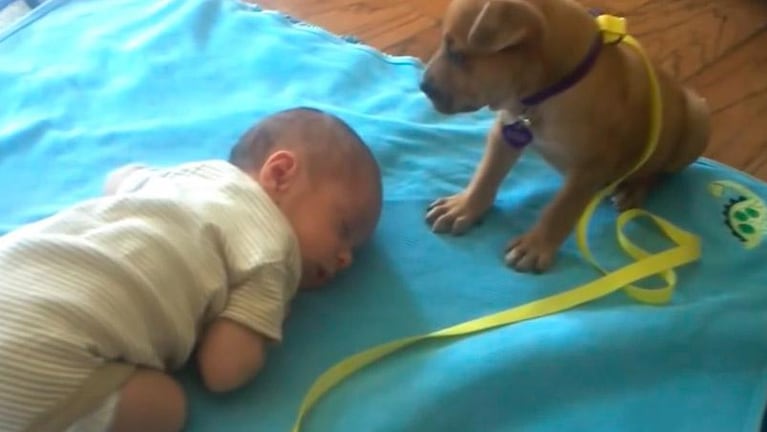 Un cachorro lucha contra el cansancio para cuidar un bebé