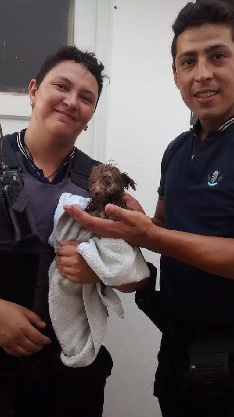 Un cachorro quedó atrapado en un desagüe y fue rescatado por policías