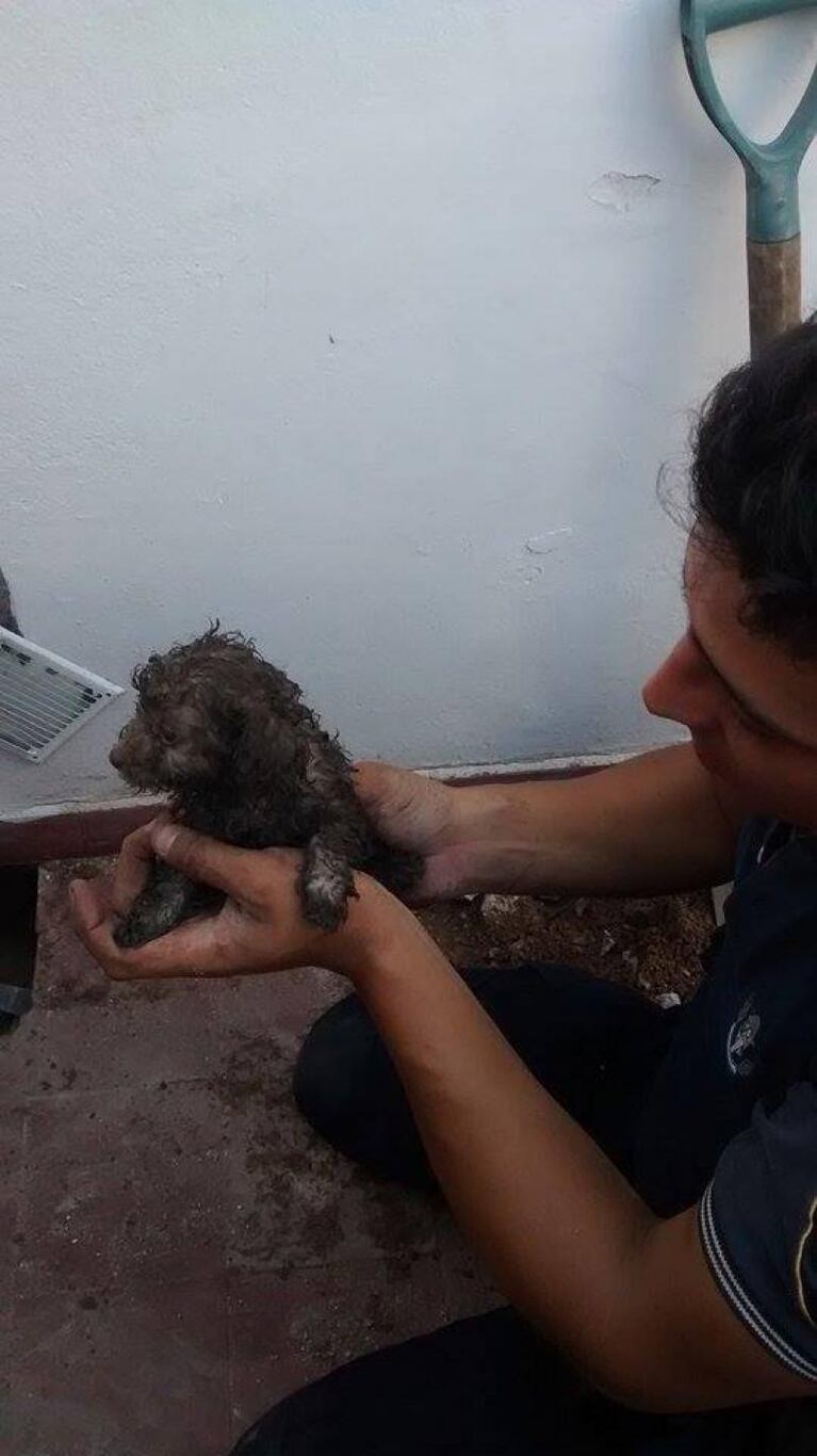 Un cachorro quedó atrapado en un desagüe y fue rescatado por policías