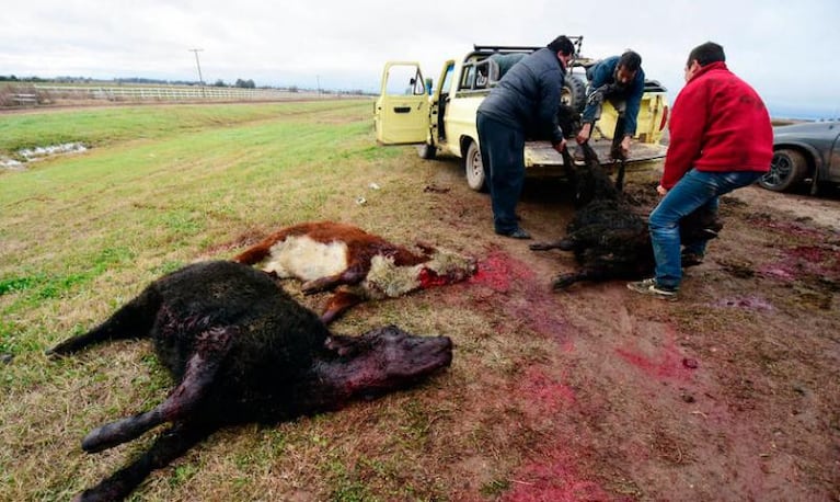 Un camión jaula volcó y vecinos faenaron la carga