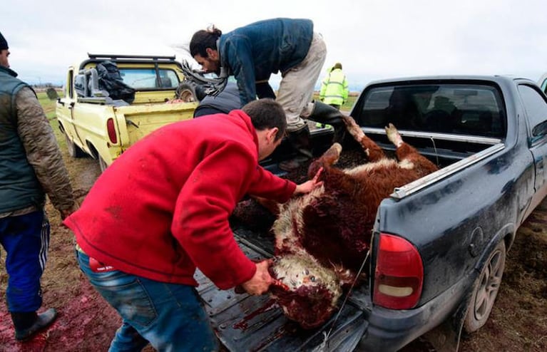 Un camión jaula volcó y vecinos faenaron la carga