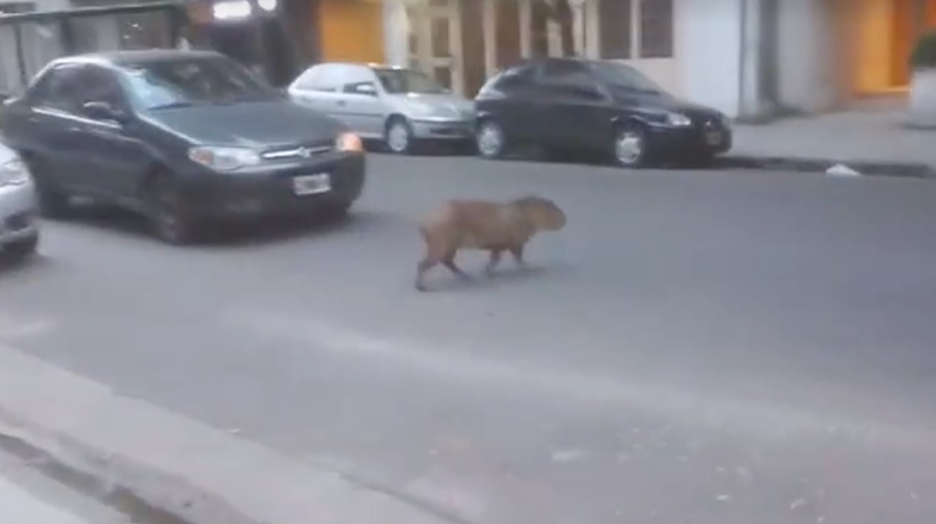 Un carpincho suelto en la ciudad: un vecino grabó cómo el animal caminaba por las calles de Recoleta. (Foto: TN y la Gente)