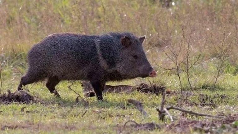 Un cazador murió tras recibir el ataque de un jabalí salvaje