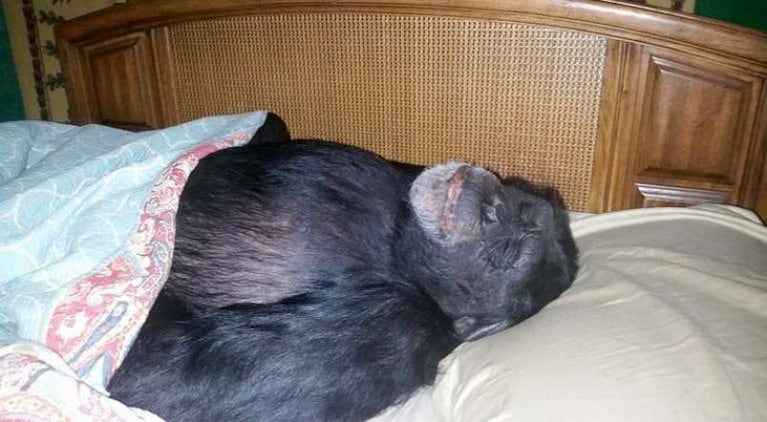 Un chimpancé mutiló a la hija de su dueña y lo mataron de un tiro en la cabeza