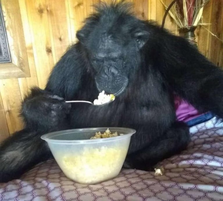 Un chimpancé mutiló a la hija de su dueña y lo mataron de un tiro en la cabeza