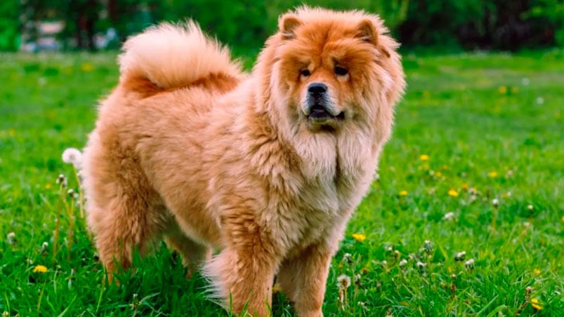 Un chow chow atacó salvajemente a una mujer en Bialet Massé. (Foto Ilustrativa).