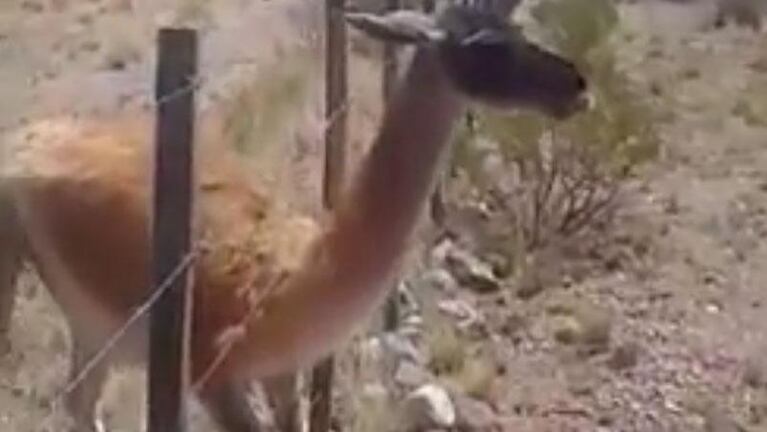 Un ciclista y su destreza para salvarle la vida a un guanaco en Uspallata