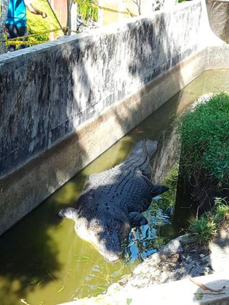 Un cocodrilo gigante saltó y se devoró viva a la científica que lo alimentaba