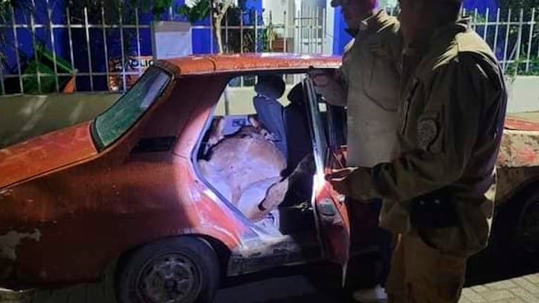 Un cordero estaba acostado en la parte trasera del auto. 