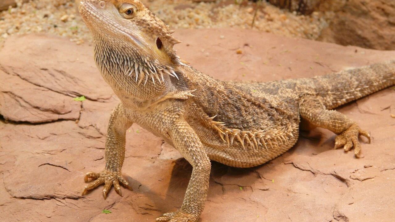 Un dragón que cambia de sexo según la temperatura asombra a la ciencia mundial