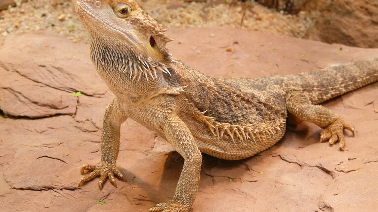 Un dragón que cambia de sexo según la temperatura asombra a la ciencia mundial