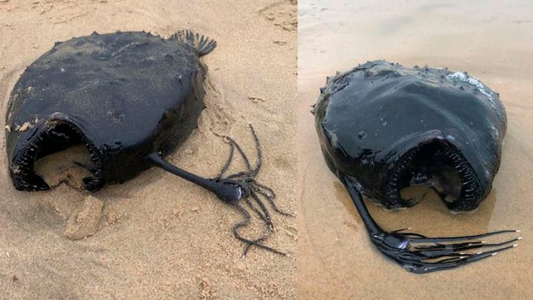 Un ejemplar de pez balón fue descubierto en playas de California.