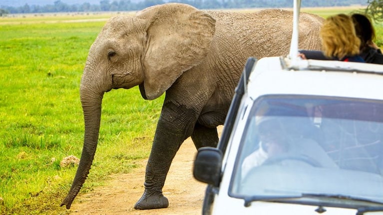 Un elefante asustó a una familia australiana en Sri Lanka.