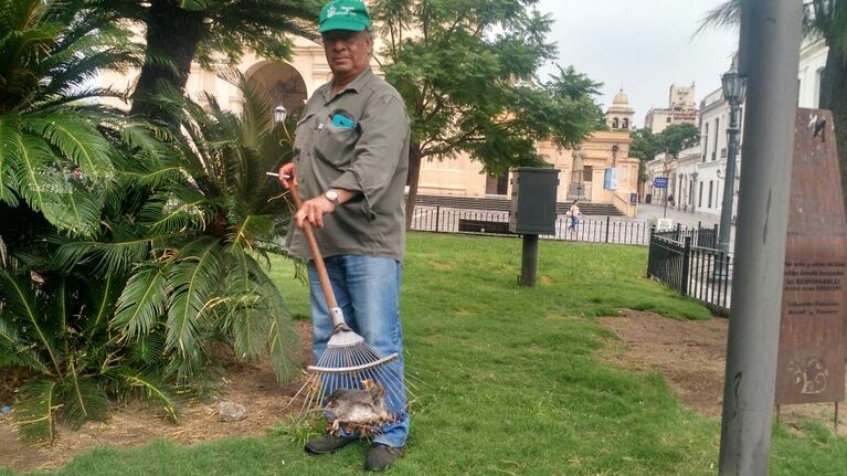 Un empleado municipal muestra cómo quedaron las ratas.