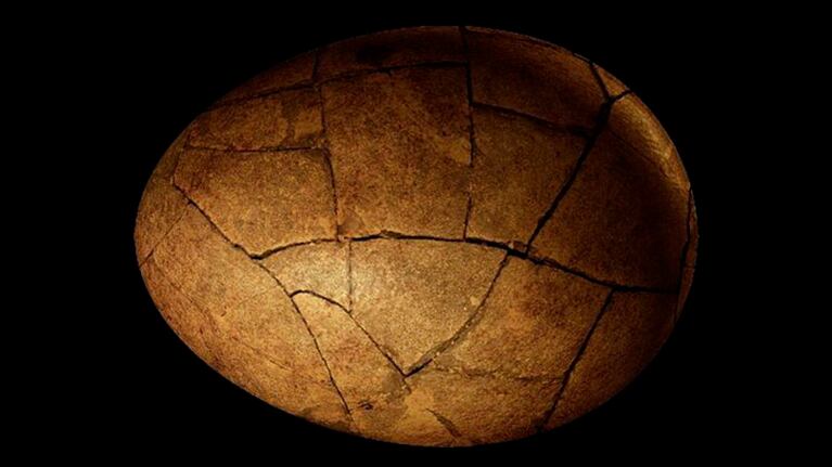 Un experto destacó que "existe la posibilidad" de que el hallazgo sea auténtico.