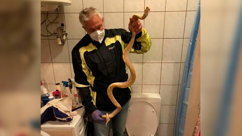 Un experto en reptiles tuvo que ir al lugar para rescatar a la serpiente.