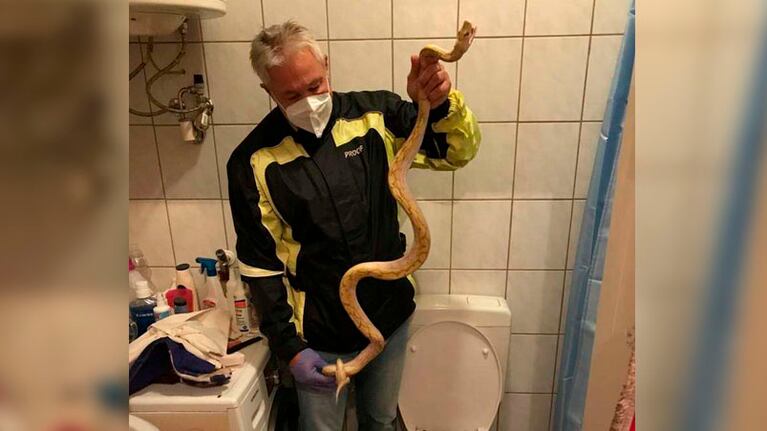 Un experto en reptiles tuvo que ir al lugar para rescatar a la serpiente.
