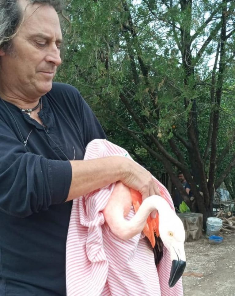 Un flamenco rosado fue encontrado en las Sierras Chicas