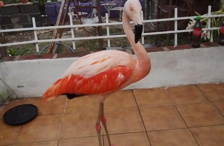 Un flamenco rosado fue encontrado en las Sierras Chicas