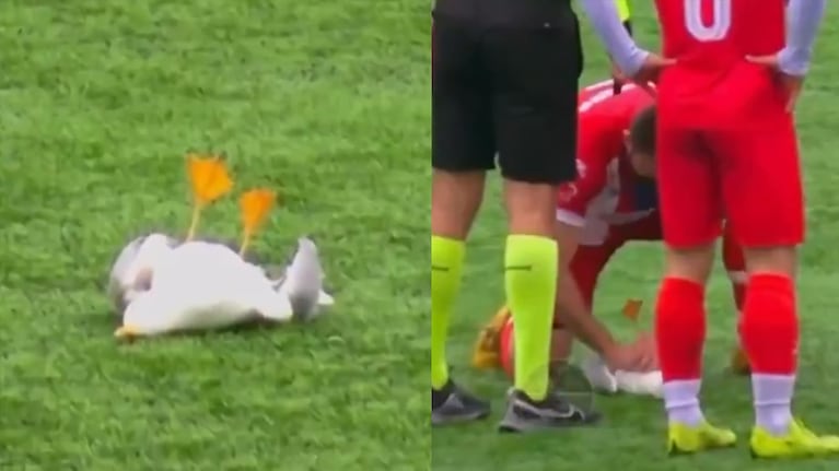 Un futbolista turco revivió a una gaviota mediante maniobras de RCP.