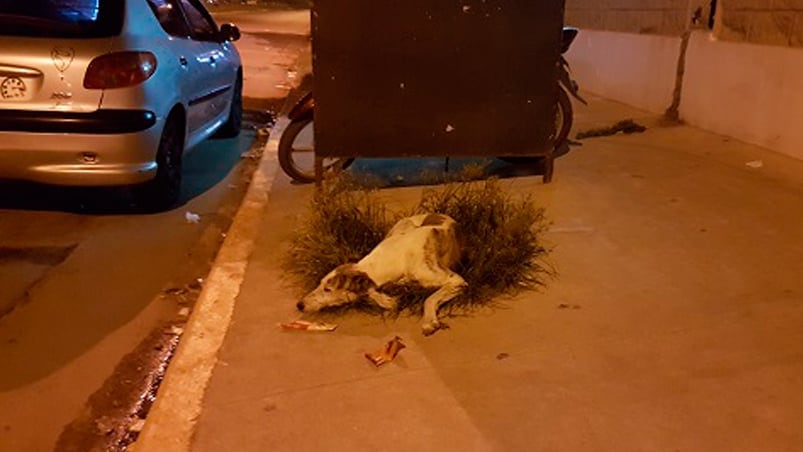 Un galgo hambriento y abandonado en las calles de Jesús María. Fotos: Villa María Vivo