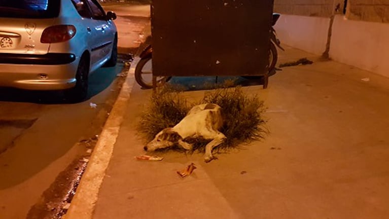 Un galgo hambriento y abandonado en las calles de Jesús María. Fotos: Villa María Vivo