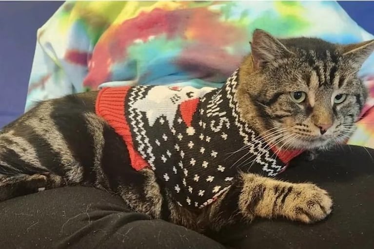 Un gato deprimido fue adoptado y su cara se transformó: el antes y el después