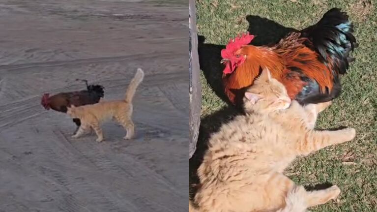 Un gato forjó una insólita amistad con un gallo en un campo de Córdoba.