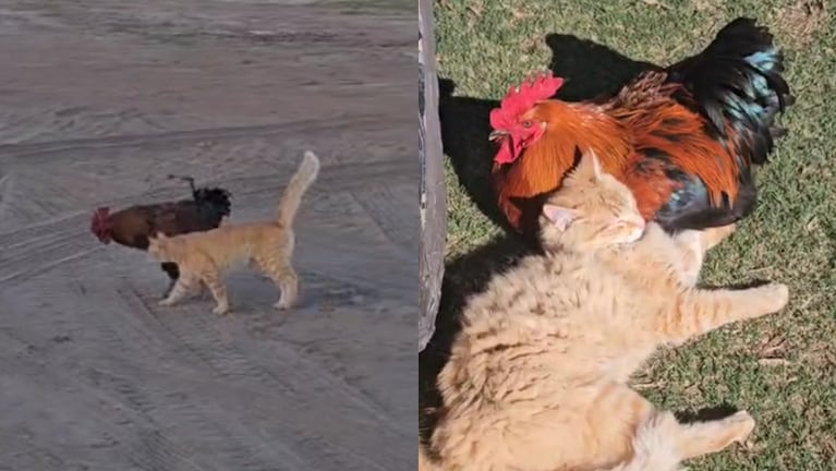 Un gato forjó una insólita amistad con un gallo en un campo de Morrison, en Córdoba.