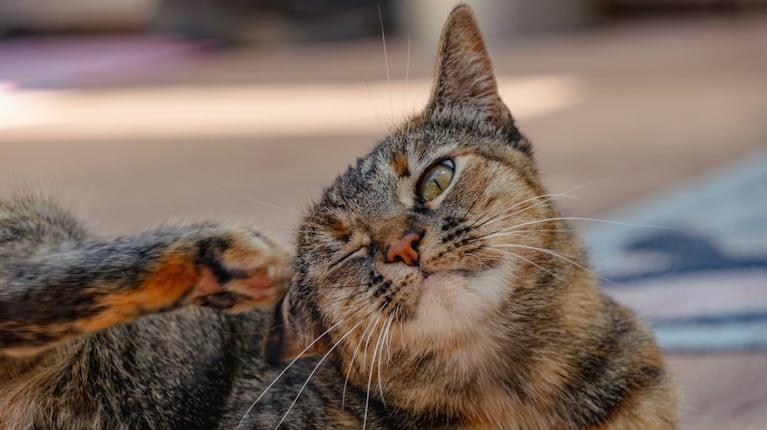 Un gato fue rescatado del hueco de un edificio en desuso en Córdoba. (Foto: AdobeStock)