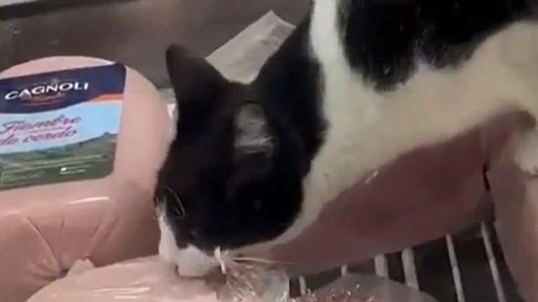 Un gato negro y blanco se "apropió" de la mercadería.