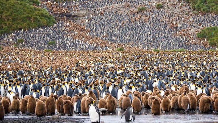 Un gigantesco iceberg mató a 150 mil pingüinos en la Antártida