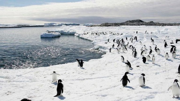 Un gigantesco iceberg mató a 150 mil pingüinos en la Antártida