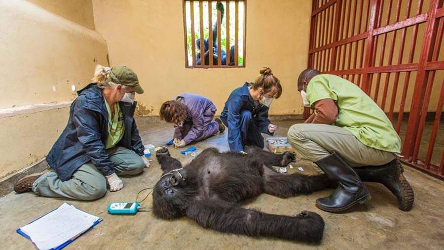 Un gorila es atendido por veterinarios en el Parque Nacional Virunga, del Congo.