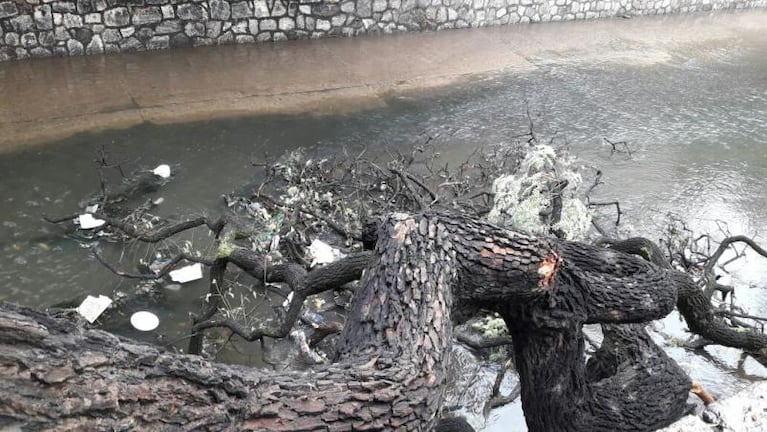 Un gran árbol cayó en la Cañada