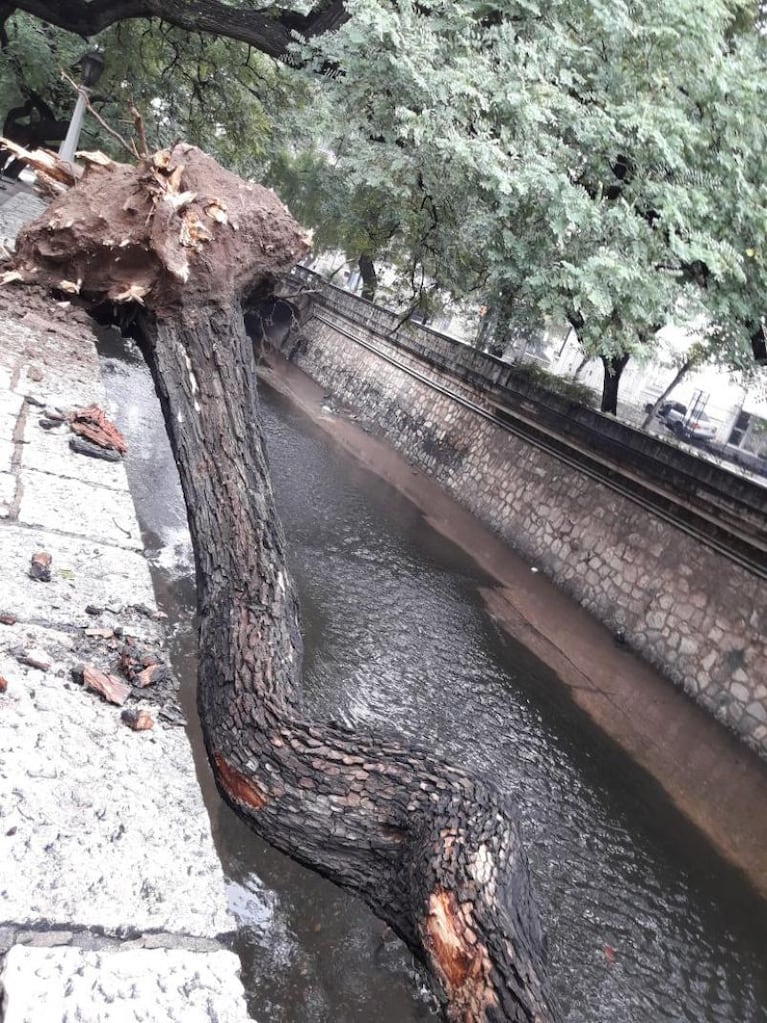 Un gran árbol cayó en la Cañada