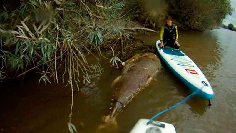 Un grupo de amigos se encontró con el animal en el río. 